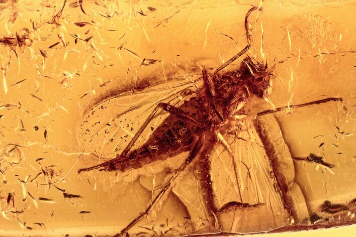 Detailed Fossil Snipe Fly (Rhagionidae) In Baltic Amber #278769